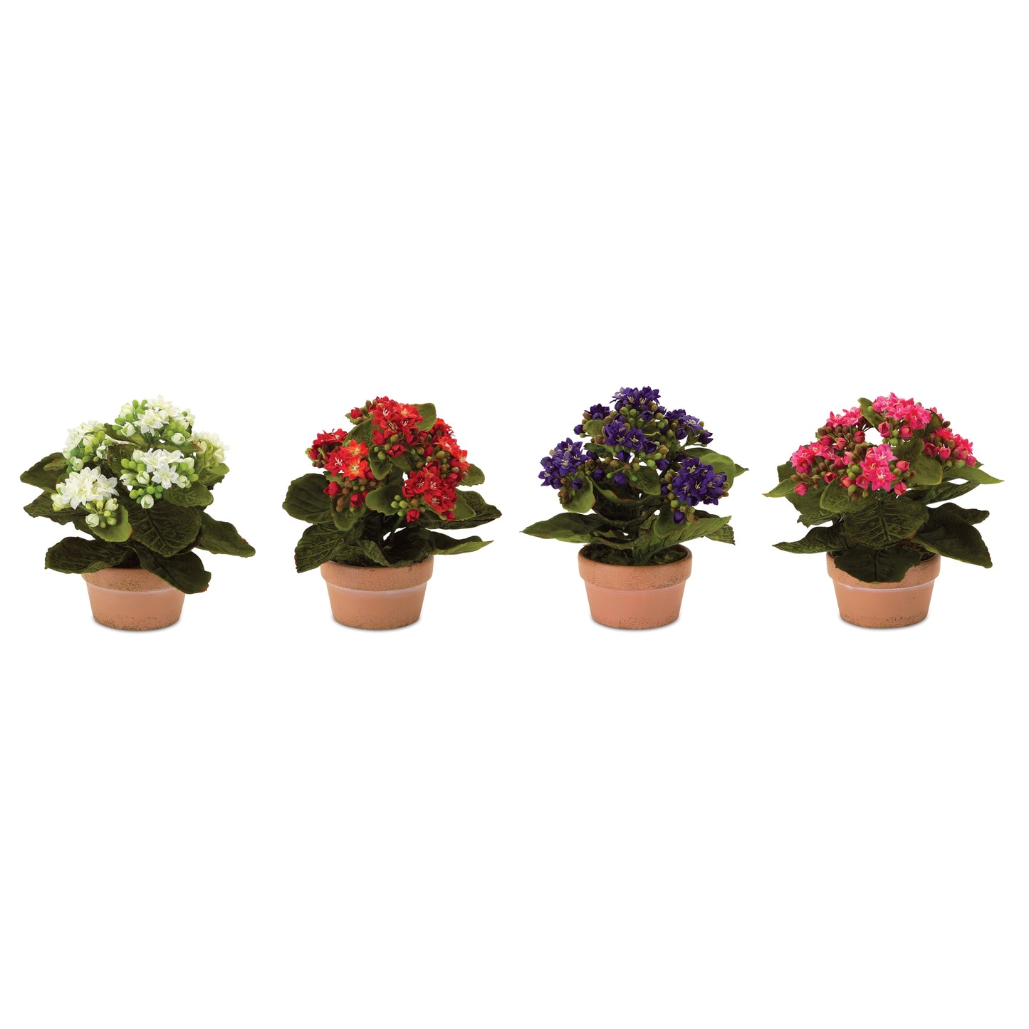 Assorted Kalanchoe Flower in Terra Cotta (Set of 4)